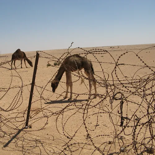 Sidi Rezegh battle field