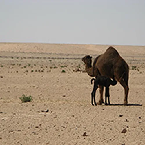 Sidi Rezegh escarpment from the Trigh Capuzzo