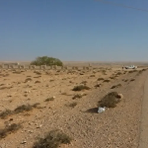 Australian Fig Tree Dressing Station