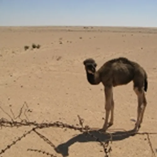 The Sidi Rezegh escarpment from the Trigh Capuzzo