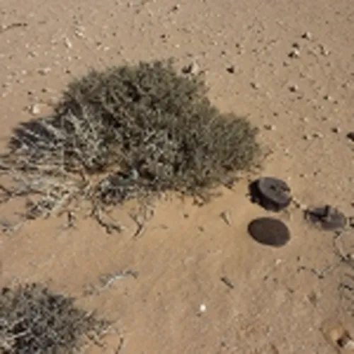 Camelthorn and Land Mines