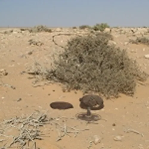 Camelthorn and Land Mines